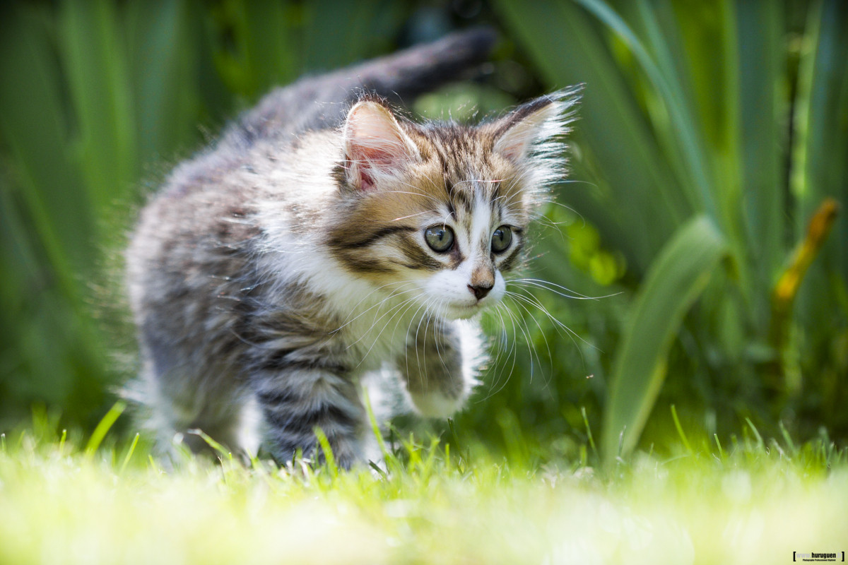 Archives Des Bebe Chat Photographe Professionnel A Bordeaux Sebastien Huruguen